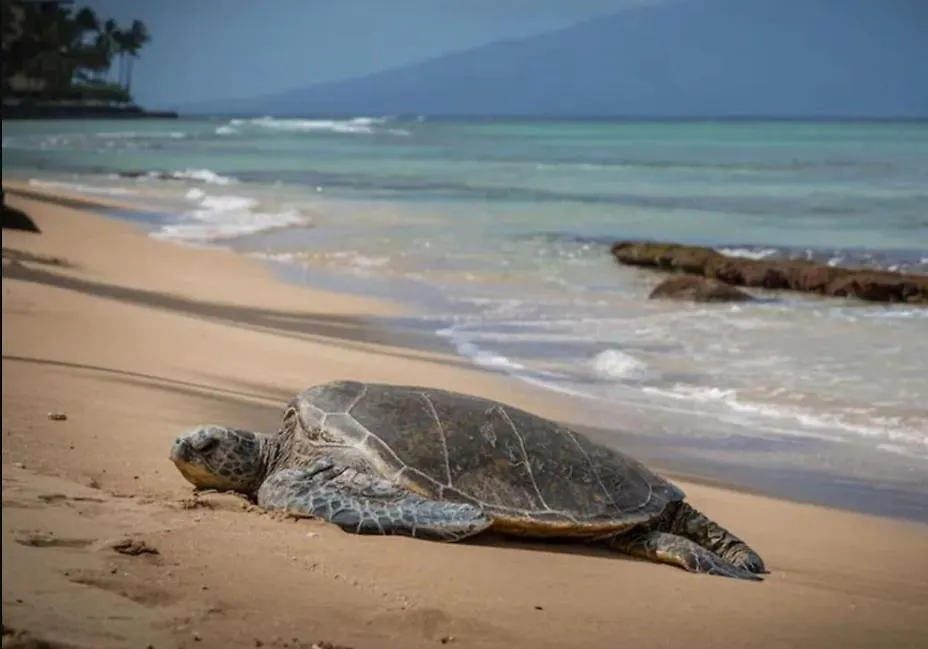 Central Kihei Gem! 3-Min Walk To The Beach & Shops Wailea  Ηνωμένες Πολιτείες της Αμερικής